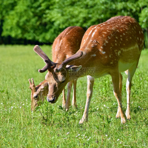 麈休耕小鹿Damadama美丽的自然背景与动物森林和日落布尔诺捷克欧洲动物自然哺乳降压图片