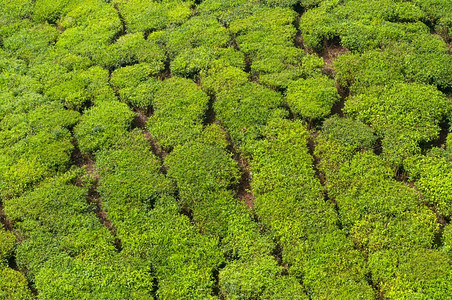 木头财产种植园冬季清晨Lush绿色茶叶庄园图片