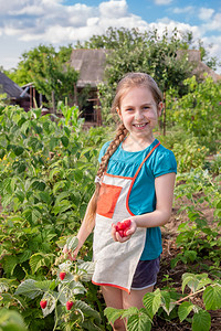 一种衬套甜点Childrenrsquos采摘树莓一个可爱的小女孩在有机树莓农场收集新鲜水果孩子们园艺和采摘浆果孩子吃成熟健康的浆图片
