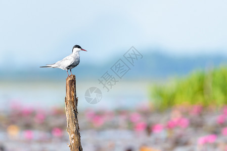 常见的自然美丽北极燕鸥或SternaParadisaea栖息在泰国博他仑ThaleNoi水禽公园莲花池的树桩上北极燕鸥在水禽公园图片