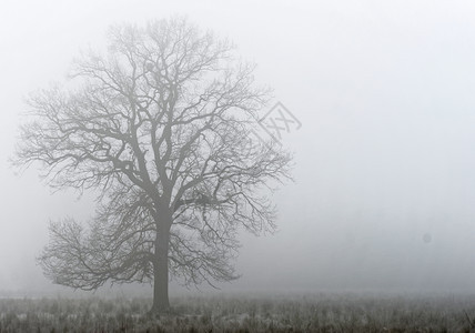 森林白色的德国自然保护区湿地草原后面的浓雾中单一棵十分之树场景图片