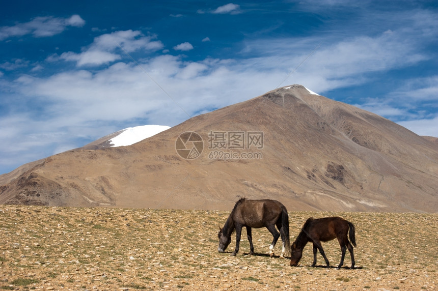 远足景观荒野喜马拉雅山地的野印度拉达赫海拔460米图片