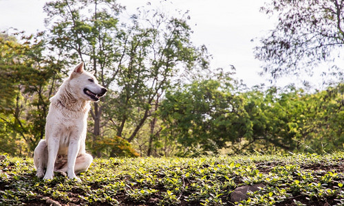 草地一只宁静的白狗在阳光明媚的夏天平静地坐在森林公园绿草上的青树宠物图片