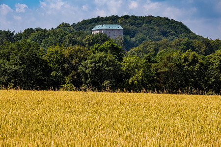 天气晴阳光一片小麦的金田和山丘森林衰落霍斯卡城堡背景图片