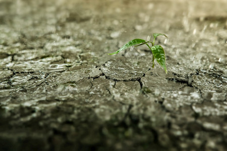 生命或商业概念经济危机标志或生态系统降雨的恢复和对生活或商业概念的挑战正在跌落到一个新的绿植物花草碎裂土壤地上作为背景自然一种幼图片