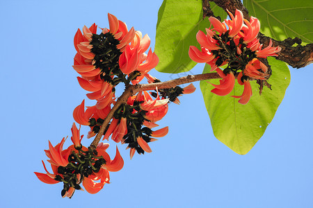 单精子弯曲布提亚一世间植物是中等大小的树花朵包括橙色和黄泰国图片