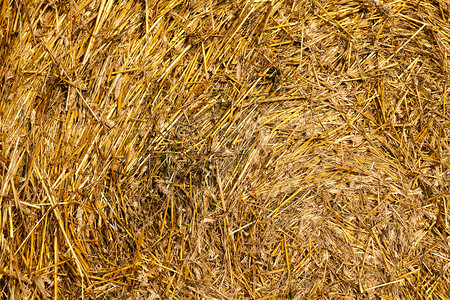 质地夏季新鲜碎块中大片的圆柱形小麦稻草这是在收成丰盛的小麦谷物大片圆体小麦草大量收获之后的一个农业田极好的图片