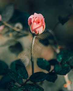 脆弱香气颜色粉红玫瑰花和长干树枝合上照片晨光到开花的芽在瓣上露水清新和脆弱的概念图片