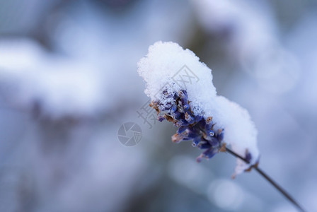 分支有选择地集中关注野花枝上一些雪融化的风冬季紫花的受虐以古代语调作为假日背景下雪的绞刑图片