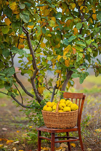 树所有的木瓜属Quince秋季收获全篮子的五分种在Quince农场种植有机水果在Quince秋季收获满篮子的五分种在花园里图片