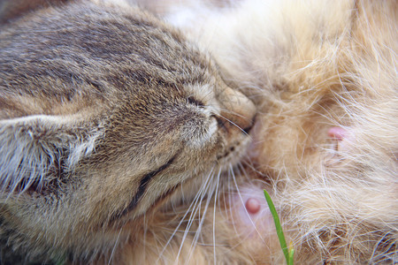 母乳喂养灰猫的养过程从母猫吸奶中喂食小吃母的喂奶过程在绿草上躺着的母猫吸奶头发年轻的图片