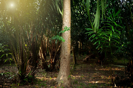 传统的亚洲人花园日出时果中的沉香树是东南亚农业的液态黄金关注沉香树图片