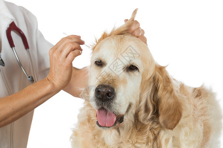 宠物医疗国内的职业兽医在诊所里洗听金色猎物的耳朵在诊所里寻回犬背景