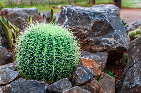 甜点花园中岩石上金管仙人掌Echinacactusgrusonii群落众所周知的仙人掌物种作为一装饰植物被广泛种有选择地聚焦荆棘图片