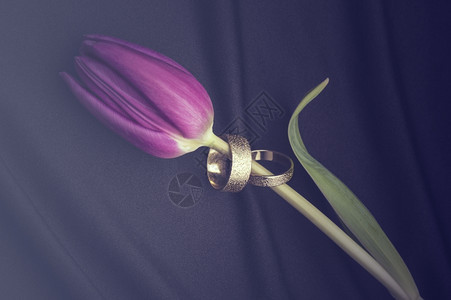 盛开金属配件两只白结婚戒指紧贴在一条纯新紫色婚戒的干柱上在浪漫和爱情的概念中以柔软折叠的黑色纹质布织物上躺着对立的一棵鲜紫色婚环图片