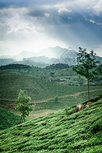 传统的印度喀拉邦Munnar的农业景观下高地茶叶种植园清晨出现雾山和绿茶树丛农村游客图片