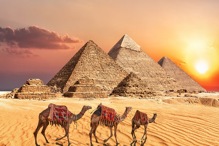 埃及吉扎金字塔附近GizaPyramids附近的骆驼大篷车考古学地标动物图片