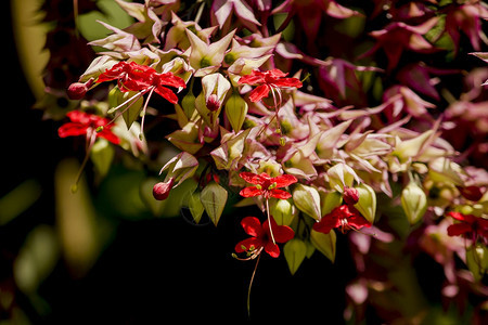 细节夏天花瓣ClerodendrumspeciocionsDombr红棕色像太阳一般被植树成木拱门图片
