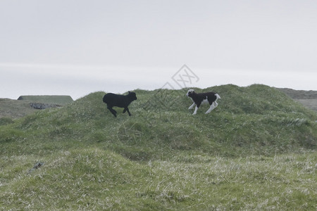 植物群动生法罗岛地貌横向图像由两名年轻的羔羊在法罗群岛瓦加尔绿草上玩耍法罗群岛的光荣景象法罗群岛的贺卡优美景象图片