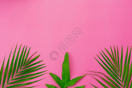 花的在现代生锈粉红纸背景上Flat花椰子或棕榈绿叶在创新设计自由空间模拟内容文本时被假冒成空中图像Flatplayocol或棕榈图片