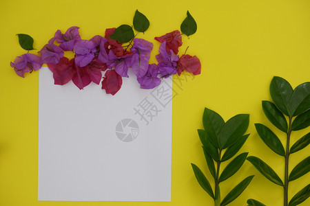 盛开花园朵含有黄色背景热带叶和鲜花文字或图片空间的混版白纸及图图片