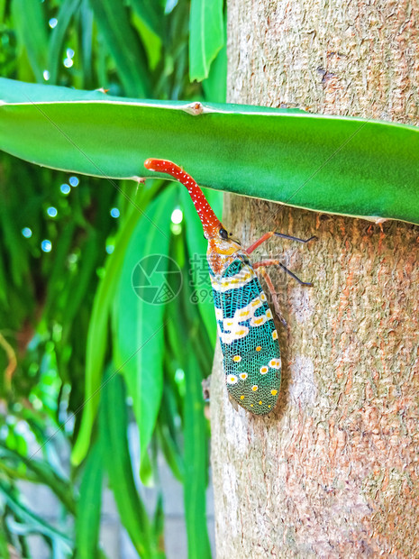 在泰国常青林和花园水果中可以发现树上天然的昆虫如或绿蝴蝶植物上的食草甘蓝昆虫动物龙眼黄色的图片