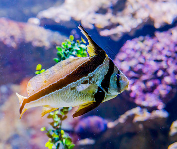 鱼也称为长状丝带鱼在热海洋中游动一条来自亚特兰地海的异国鱼类宠物肖像游泳异国情调美丽图片