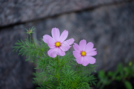 花园明亮的粉色宏观宇宙花朵星际观光植物场景明亮的粉色大型宇宙花朵绿色叶子星际观光生长户外图片