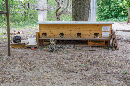 脊椎动物房屋城里加拉脱维亚猫坐在户外屋城市旅行照片2019年5月日树图片