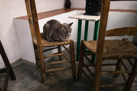 优质的小猫睡觉西班牙安达卢亚州科尔多瓦典型的安达卢西亚岛院子旧椅上的猫图片