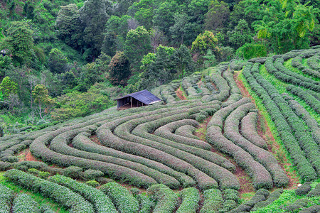 在泰国北部的方清迈旅游景点Angkhang山下着雨风景美丽的茶叶种植2千人TeaPlanation20有机的户外种植园图片