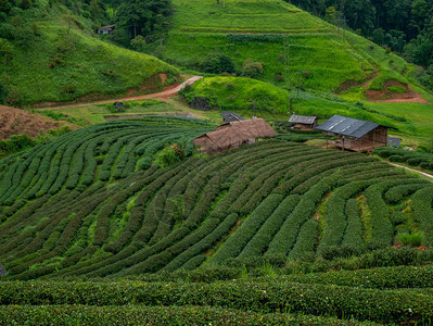 在泰北部的方清迈旅游景点Angkhang山下着雨风景美丽的茶叶种植2千人TeaPlanation20树农村图片