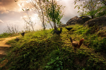 金马碧鸡坊花园泰国PhuthabunPhuThapBuek公园自然轨上的山脉绿草棕色鸡肉绿公背景
