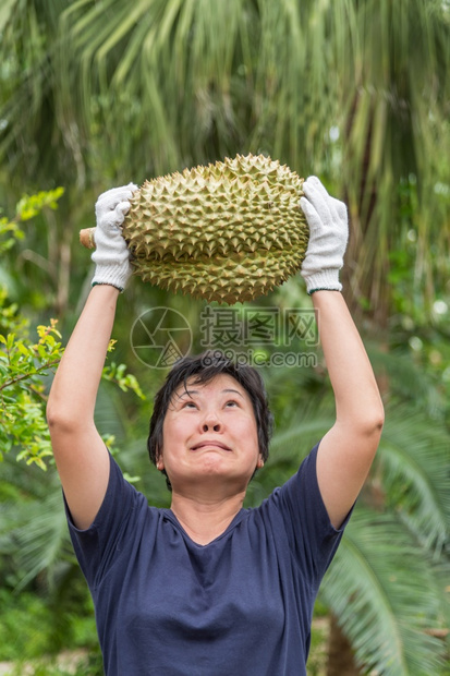 生的人们可口拥有都里安的亚洲女农民是泰国的水果之王阿西亚有一个钉子壳在泰国街头小吃市场上可以买到甜美食品和水果市场而拥有都里安的图片