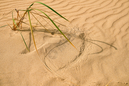 采取线条沙丘黑海边滩上的沙子新鲜淋巴草有选择焦点风云日沙地中的草迹画背景图片