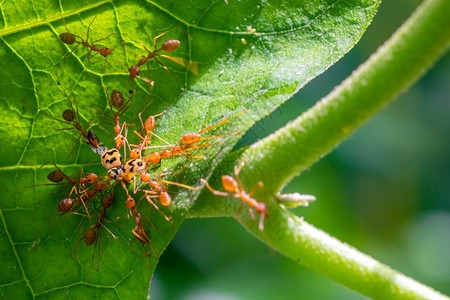 猎物力量叶绿素韦弗蚁群在叶子里攻击虫从四周拖拉伟大的团队合作和努力图片