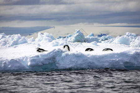 断裂几群企鹅栖息在南极的浮冰山上凉爽生物图片