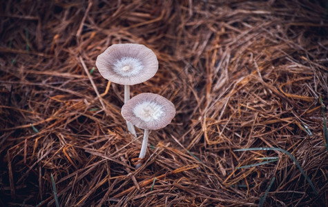 有毒的高架小天然可食用白蘑菇生长在稻田的上在干草顶端关闭俯身拍摄蘑菇帽的薄质料理腐烂图片