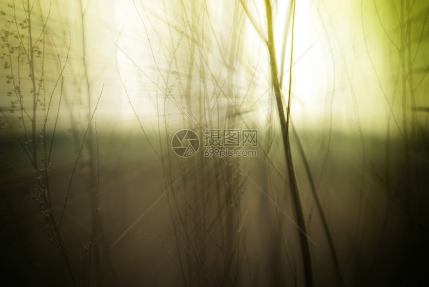 潮人魔法模糊大自然背景摘要野花和植物背影在雾般神秘的日出中清晨在薄雾秋效应的草地上原图片