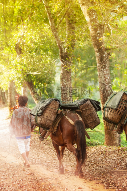 大篷车小马偏僻的一名年轻人在日出时骑着两匹棕色马走来两棕色马满了茶水图片