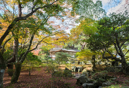 木制的文化黄色在日本京都秋色时银九寺的幕馆图片