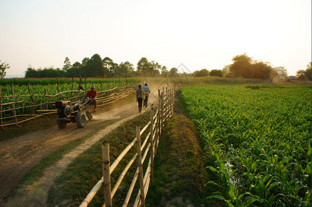 DAKLATVIETNAMFEB7和平美丽的乡村风景有灰尘小路木栅栏绿蔬菜田农民步行走和乘农车回家越南2014年月7日生态尘土飞图片