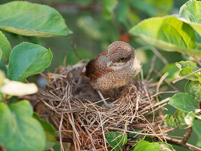 婴儿鸟在怀特罗亚的西维社区等待着其母亲栖息年轻的森林图片
