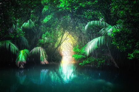 生态系统有雾红树雨林中松绿热带湖的奇幻丛林地貌有隧道和通穿过斯里兰卡最荒凉的自然和旅游目地太阳图片