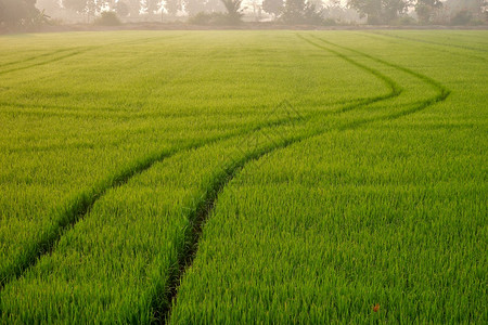 在早上将化肥或除草剂学品完全喷洒到多彩绿稻田后重点关注曲线喷洒器拖拉机轨迹的前景地卡车新鲜的亚洲人背景图片