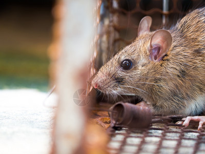 老鼠在笼子里抓一只老鼠传染了这种疾病给人类如麻风病瘟疫之家和住不应该有小鼠宠物控制动传染病的防治工作动物传染病预防工作陷阱捕获肮图片