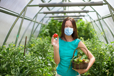 身戴防止在温室中种植园艺的面具美丽年轻女子在温室中拿着一篮子绿菜和洋葱的年轻女子素食主义者药物有机的图片