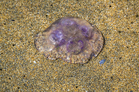 野生动物水母图片