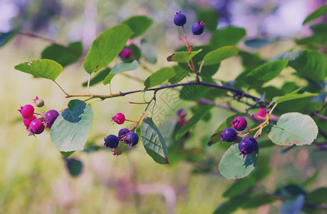 夏日一小枝的草丛关闭树上的Ameranchier浆果Shadberry在夏日选择焦点阿梅兰契尔甜的水果图片