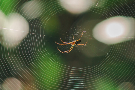 环绕网蜘蛛是泰国许多地区的另一个物种在泰国许多地区也发现这种生物注Twitter网站络蜘蛛是另一物种金子绿色织布工图片